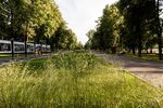 Перовский парк летом.jpg