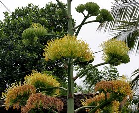 Agave sisalana W IMG 2379.jpg