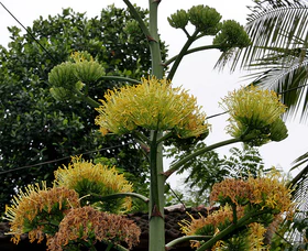 Agave sisalana W IMG 2379.jpg