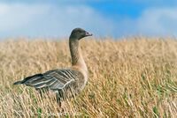 Anser brachyrhynchus (Norway).jpg
