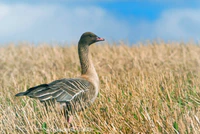 Anser brachyrhynchus (Norway).jpg