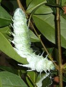 Attacus-atlas-caterpillar1.jpg