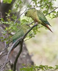 Austral Parakeet (8443645264).jpg