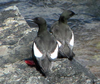 Black Guillemots, Elliston.jpg