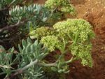 Crithmum maritimum c.JPG