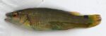 Ctenolabrus rupestris.jpg