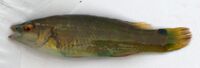 Ctenolabrus rupestris.jpg
