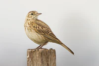 Eurasian Skylark, Tasmania..jpg