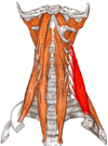 Gray — musculus scalenus medius.png