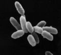 Archaea - Halobacteria