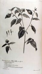 Hortus Cliffortianus-Browallia.jpg