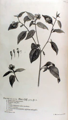 Hortus Cliffortianus-Browallia.jpg