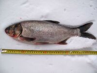 Hypophthalmichthys molitrix (2).jpg