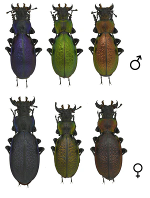 Lafertei lafertei.jpg