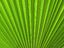 Palm leaf washingtonia robusta.jpg