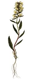 Pedicularis lapponica, Flora Danica 2.png