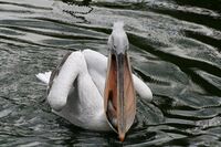 Pelecanus crispus Herberstein.jpg