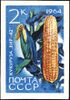The Soviet Union 1964 CPA 3056 stamp (Agricultural Crops of the USSR. Maize or corn 'VIR 42' (Zea mays)).jpg