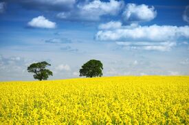 Zwei Bäume im Rapsfeld, blauer Himmel.jpg
