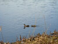 Охтинский разлив, утки.jpg