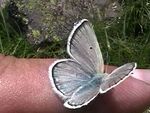 Agriades pyrenaicus (3307325310).jpg