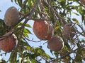 Annona fruit.JPG