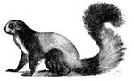 Cambridge Natural History Mammalia Fig 234.jpg
