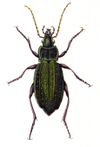Carabus clathratus - calwer 03 03 rotate.jpg