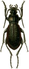 Carabus estreicheri Jacobson.png