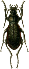 Carabus estreicheri Jacobson.png