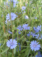 Cichorium pumilum.jpg