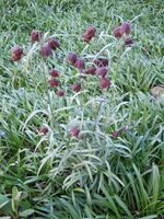 Fritillaria ruthenica 1.jpg