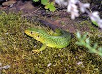 Lacerta bilineata Orchi 006.jpg