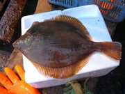 Limanda aspera зрячая сторона.JPG