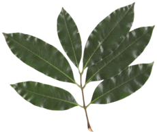 Litchi chinensis leaf.png