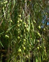 Pittosporum phillyreoides 2.jpg