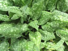 Pulmonaria saccharata 'Argentea'.jpg