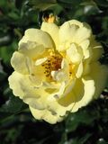 Rosa 'Gelber Engel' 01.jpg
