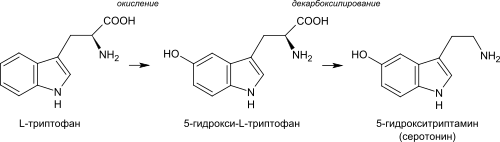 Serotonin biosynthesis ru.svg