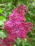 Syringa 'Indiya' 01.jpg