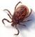 Tick male (aka).jpg