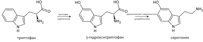 Trp-5ht-pathway-ru.png