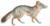 Urocyon littoralis.png