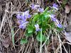 Viola collina.jpg