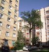 Дуб Кирпоноса