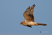 A Pallid Harrier surveying the roosting area (50580325842).jpg