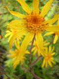 Arnica montana culture écosse 2.jpg