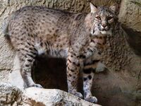 Bobcat at Fort Worth Zoo.jpg