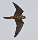 Falco subbuteo flying.jpg