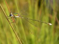 Lestes virens02.jpg
